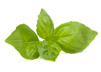 Sweet basil leaves