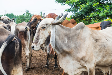Portrait of Brahman Cattle