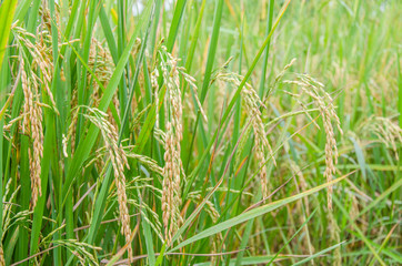 rice field