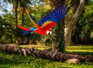  Colourful flying parrot in tropical landscape © Nejron Photo