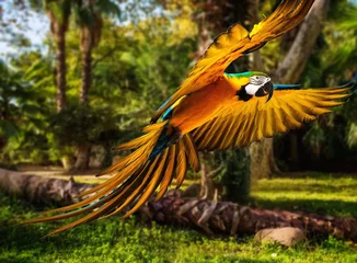 Foto op Plexiglas Colourful flying parrot in tropical landscape © Nejron Photo