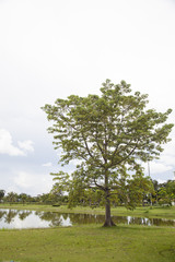 Tree and Lawn