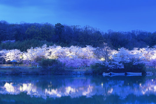 夜桜