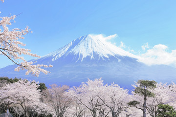 富士山と桜