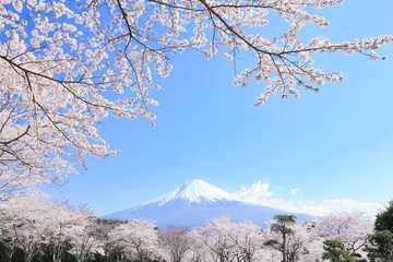 Plexiglas foto achterwand Mount Fuji en kersenbloesems © hallucion_7