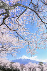 富士山と桜