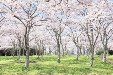 満開の桜