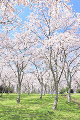 Obraz premium 満開の桜