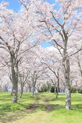 満開の桜