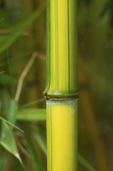 Obraz premium bamboo close up