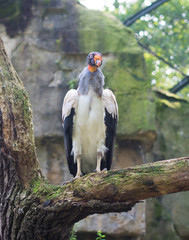king vulture