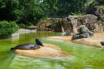seals in zoo