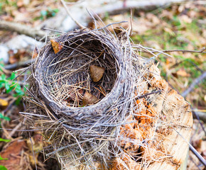 Nest in forest