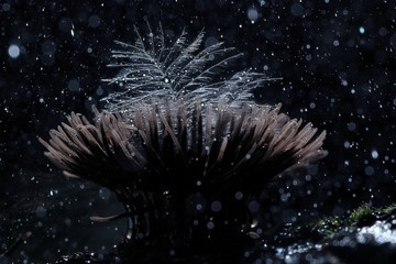 mold small mushrooms macro