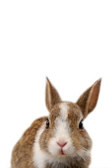 かわいい子うさぎ　白背景