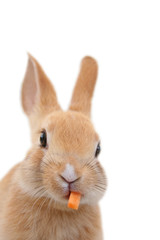 ニンジンを食べる子うさぎ　白背景