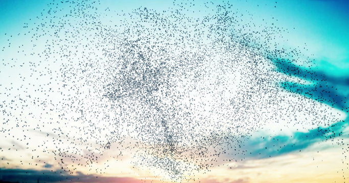 Flock of birds swarming against a sunset sky 4K