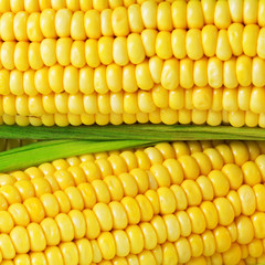 Corn