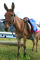 Donkey with Saddle
