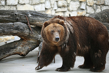 Plakat brown bear in a zoo