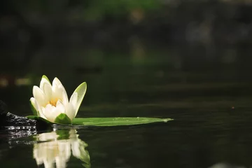Photo sur Plexiglas Nénuphars fleur de lys lily lac propreté