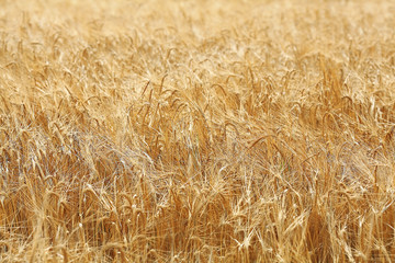 barley field texture landscape