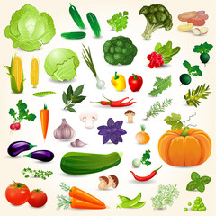 Collection of isolated ripe vegetables herbs and spices mushroom