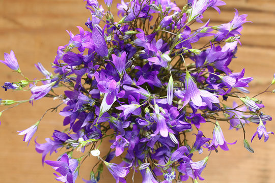Fototapeta small field of purple flowers, bells bouquet