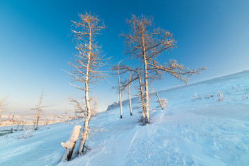 Winter. Two trees on a snowy mountainside. Against the background of the blue sky.