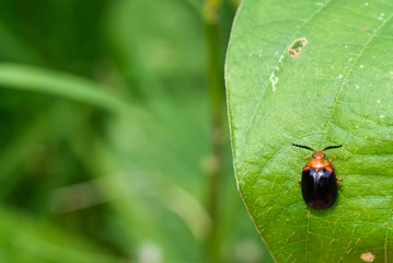 ladybug on green leaf