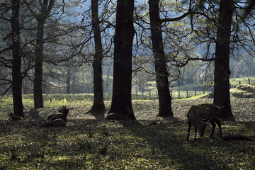 animal male eating grass