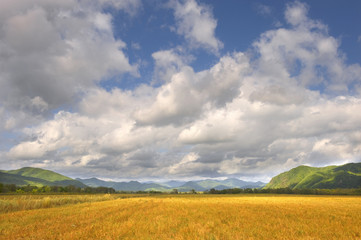 Hay meadows, Primorsky region, Russia
