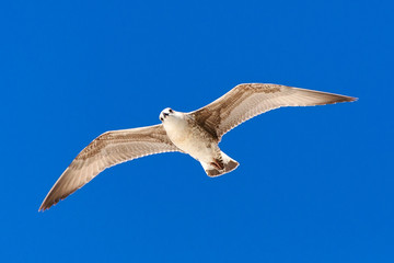 Seagull flying in a clear blue sky.