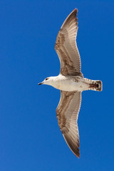 Seagull flying in a clear blue sky.