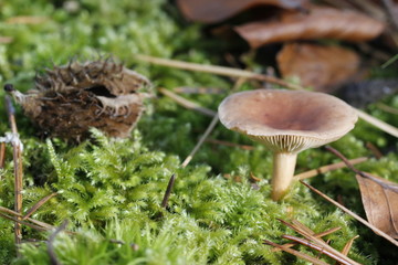 mushroom