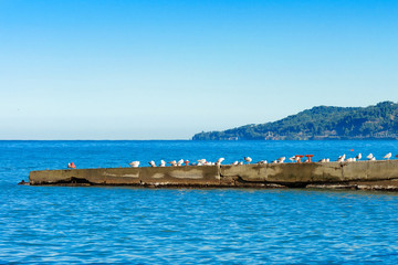 A flock of seagulls on the breakwater.