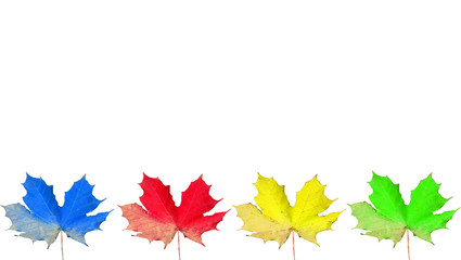 Farbige Ahornblätter