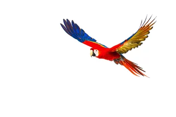 Poster de jardin Perroquet Perroquet volant coloré isolé sur blanc