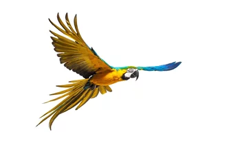 Foto auf Acrylglas Colourful flying parrot isolated on white © Nejron Photo