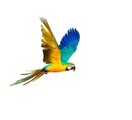Rolgordijnen Papegaai Kleurrijke vliegende papegaai geïsoleerd op wit
