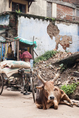 A bull sitting in the street in Puri, India