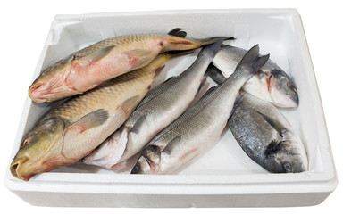 Breams and carps in a tray