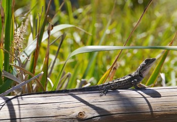 An eastern bearded dragon is an agamid lizard