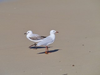 A young and an adult Silver gull on the beach