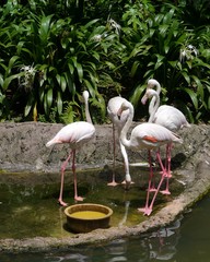 Greater Flamingoes in the bird garden of Kuala lumpur