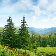 Beautiful pine trees on background high mountains.