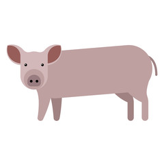 pig vector illustration