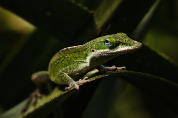 Leguane (Iguanidae) Schuppenkriechtiere grün