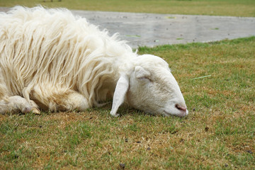 Naklejka na ściany i meble sleeping white sheep on grass in farm, close up