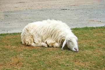 sleeping white sheep  on grass in farm